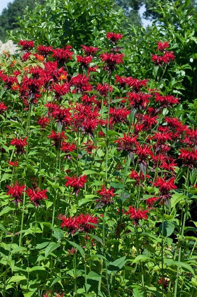 Monarda didyma 'Squaw', Indianernessel, leuchtend rot, ca. 11x11 cm Topf