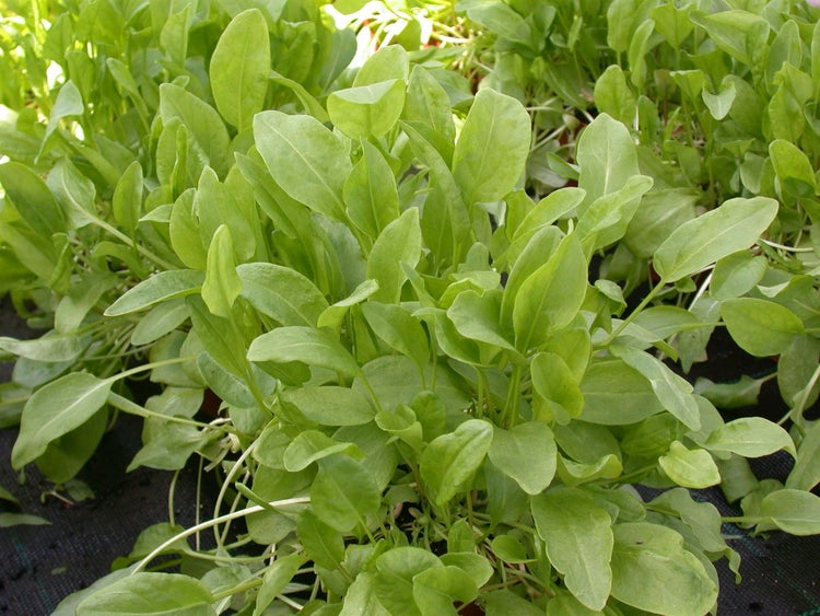 Sauerampfer Pflanze im Garten