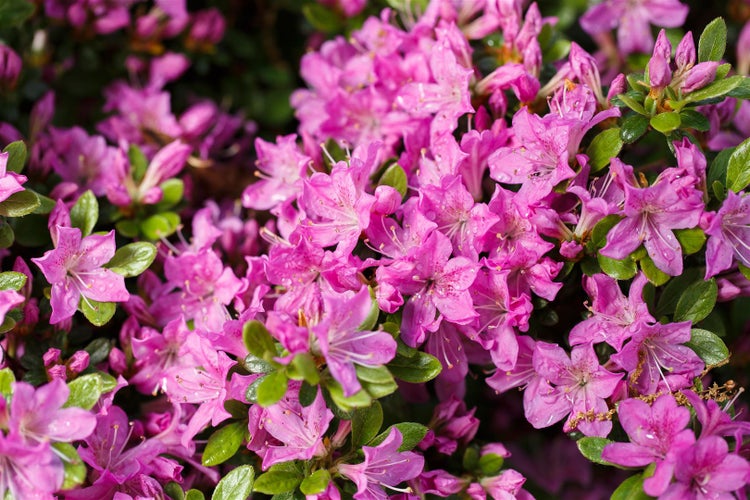 Rhododendron obt. 'Diamant Enzianblau', enzianblau, 15–20 cm