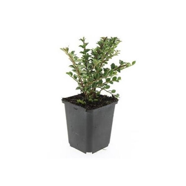 Bodendecker - Fächerzwergmispel - Cotoneaster horizontalis - 9cm Topf - Set mit 6 Pflanzen