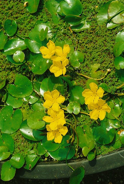 Nymphoides peltata, Seekanne, gelb, ca. 9x9 cm Topf