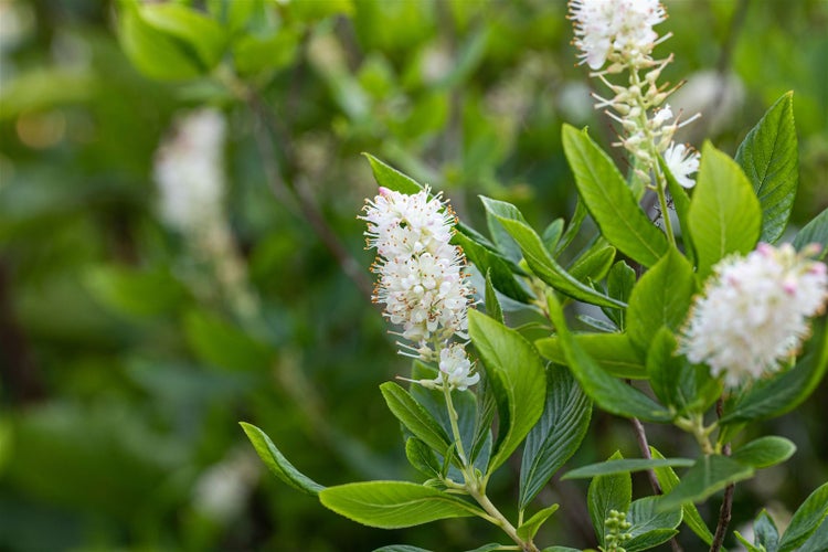 Clethra alnifolia 'Hummingbird', Scheineller, weiß, 40–60 cm
