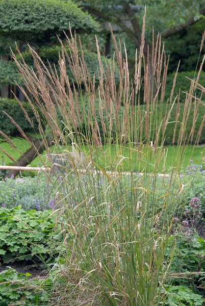 Calamagrostis x acutiflora 'Karl Foerster', Reitgras, ca. 9x9 cm Topf