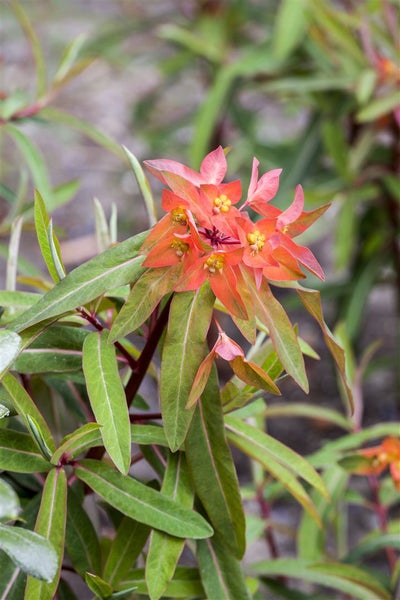 Euphorbia griffithii 'Fireglow', Wolfsmilch, orange-rot, ca. 11x11 cm Topf