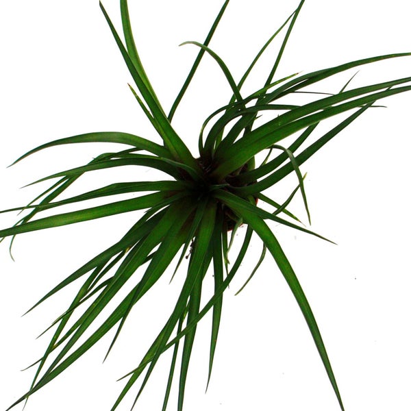 Chinaschilf im Garten