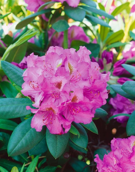 Rhododendron Hybr. 'Effner', Rhododendron, 30–40 cm, rosa Blüten