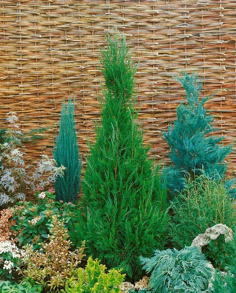 Juniperus virginiana 'Glauca', Virginischer Wacholder, blaugrün, 100–125 cm