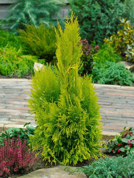 Goldene Zypresse als Gartenpflanze
