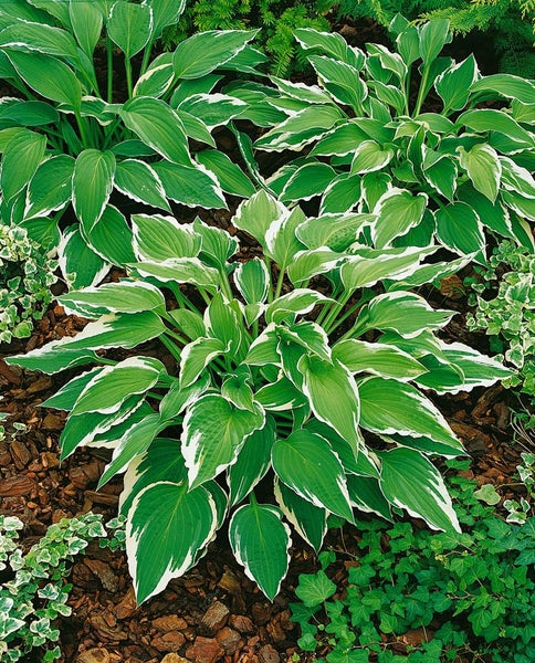 Hosta x cult. 'Antioch', Funkie, grün-weiß, ca. 11x11 cm Topf