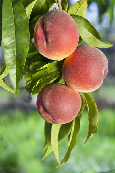 Prunus persica 'Roter Weinbergpfirsich', Pfirsichbaum, 150–200 cm