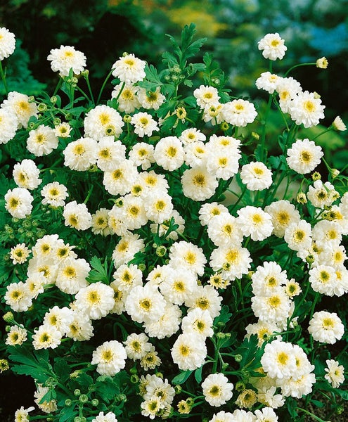 Tanacetum parthenium, Mutterkraut, weiß, ca. 9x9 cm Topf