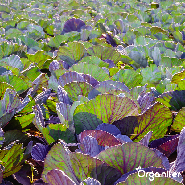 Leaf Insects Blattinsekten-Konzentrat -5 L für 5000 m2 - Organifer