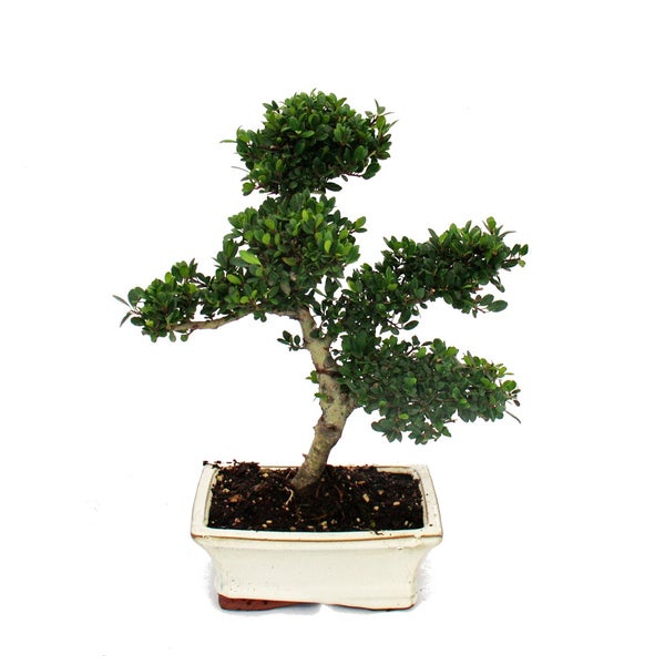 Bonsai Ilex crenata - Japanische Stechpalme ca. 6 Jahre