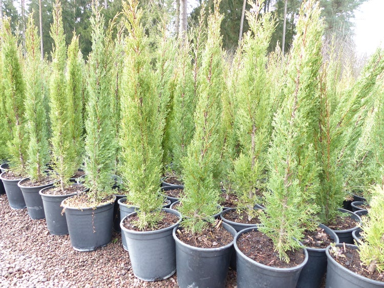 8x Mittelmeerzypresse 90 - 120 cm Säulen Toskana Zypressen Zypresse Cupressus Semper