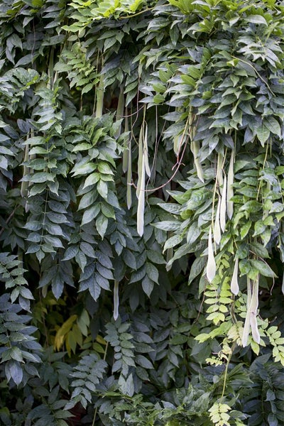 Wisteria sinensis, Chinesischer Blauregen, 40–60 cm
