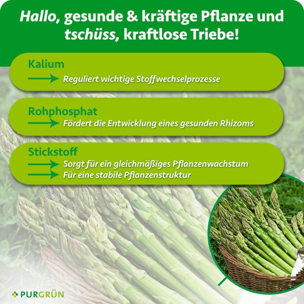 Infografik zur Wirkungsweise von Kalium Rohphosphat und Stickstoff in Pflanzendünger für gesundes Spargelwachstum und Purgruen Logo