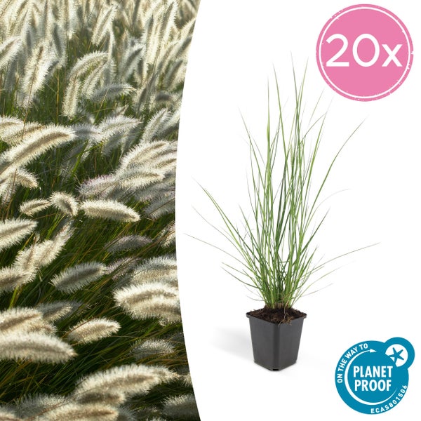 Lampenputzer-Gras - Pennisetum alopecuroides 'Hameln' - 9cm Topf - Set mit 20 Pflanzen