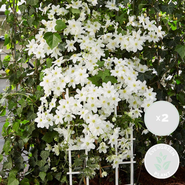 2x Clematis cartmanii 'Avalanche' - Waldrebe - Schlingpflanze - Immergrün - ⌀15 cm - ↕60-70 cm