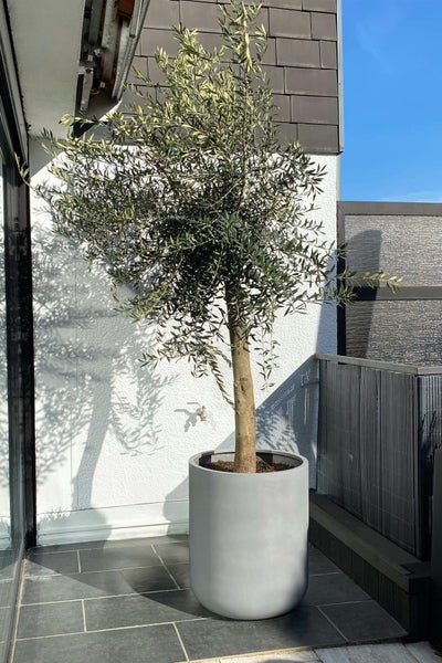 Olivenbaum in einem großen runden Pflanzkübel auf einem modern gestalteten Balkon mit dunklen Bodenfliesen.
