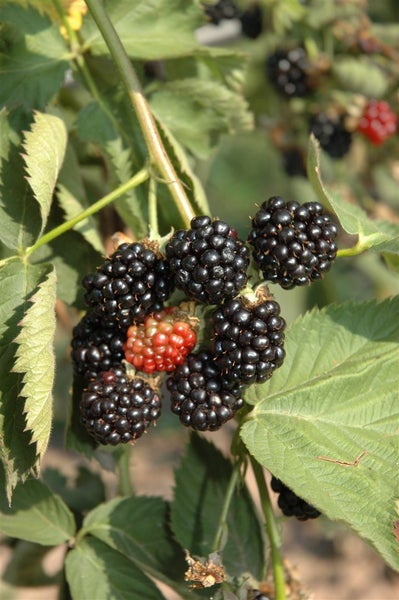Brombeerstrauch mit reifen und unreifen Brombeeren sowie grünen Blättern.