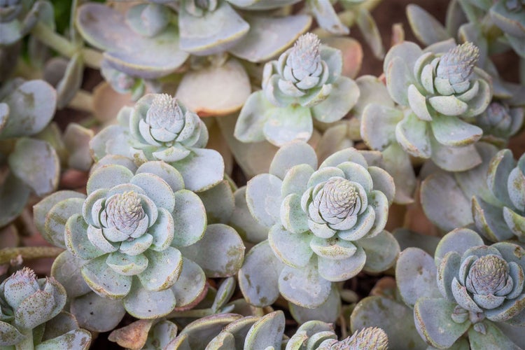 Nahaufnahme von Dachwurz Pflanzen