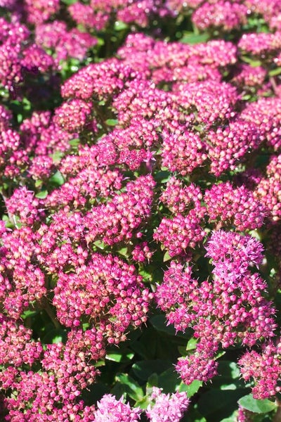Sedum spectabile 'Carl', Fetthenne, rosa Blüten, ca. 9x9 cm Topf
