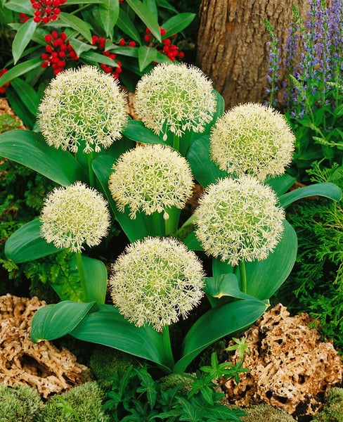Nahaufnahme einer Allium-Pflanze mit kugelförmigen Blütenständen im Gartenbeet