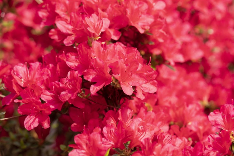 Rhododendron obtusum 'Hino-crimson', leuchtend rot, 20–25 cm