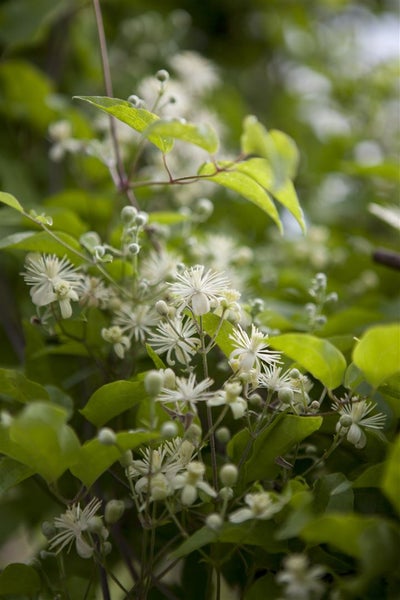 Clematis vitalba, Waldrebe, weiß, 80–100 cm