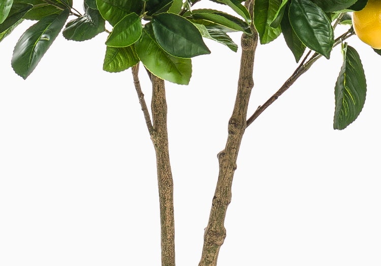Nahaufnahme eines Zweigs der Glücksfeder Zamioculcas mit glänzenden grünen Blättern.