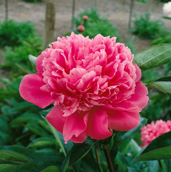 Nahaufnahme einer einzelnen Pfingstrose