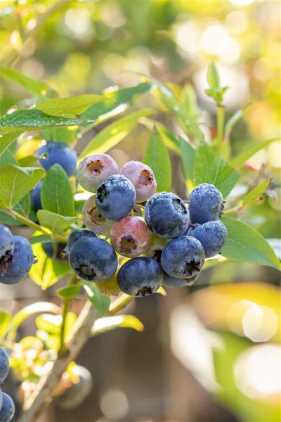 Eine Ansammlung reifer Blaubeeren an einem Strauch mit grünen Blättern in natürlichem Sonnenlicht.