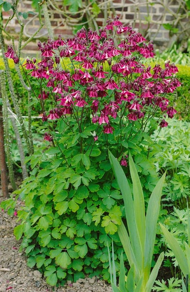 Aquilegia atrata, Akelei, dunkelviolett, ca. 9x9 cm Topf