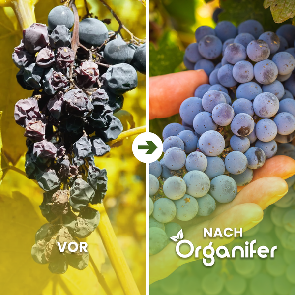 Gemüsegarten mit verschiedenen Pflanzen und einem Backsteinmauer-Hintergrund