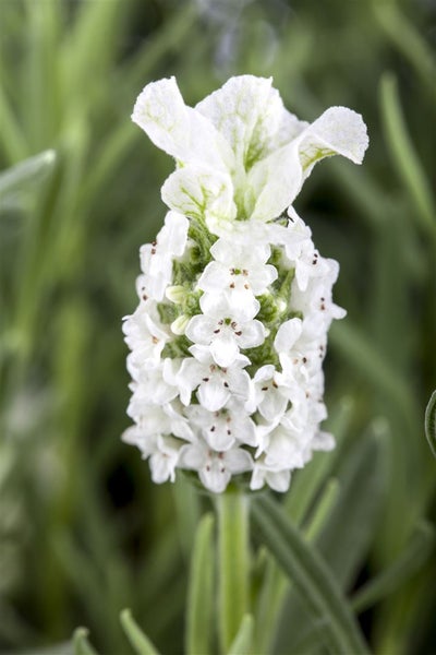 Nahaufnahme einer Lavendelblüte