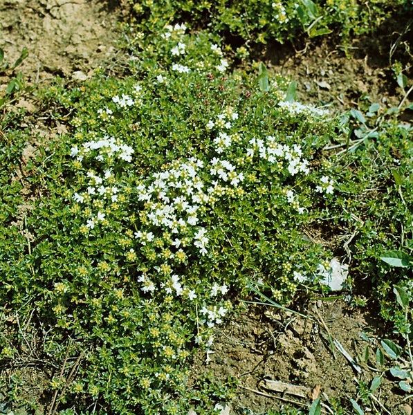 Thymus serpyllum var.albus, Sand-Thymian, weiß, ca. 9x9 cm Topf