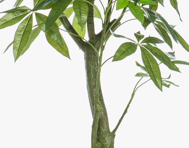 Künstliche Glückskastanie Haruki, Kunststämme, 150cm - Künstliche Grünpflanze