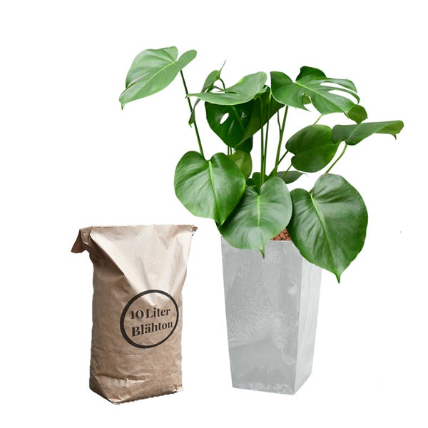 Monstera Zimmerpflanze mit Blähton in einem Pflanzgefäß