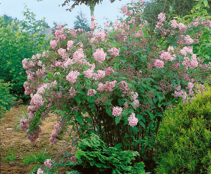 Deutzie in voller Blüte im Garten.