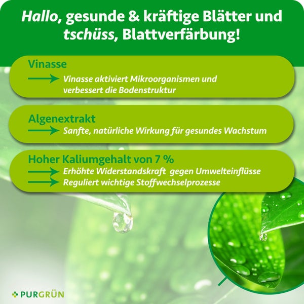 Infografik für Purgrün Pflanzenpflege über Vorteile von Vinasse, Algenextrakt und 7 Prozent Kalium für kräftige Blätter. Purgrün Logo.
