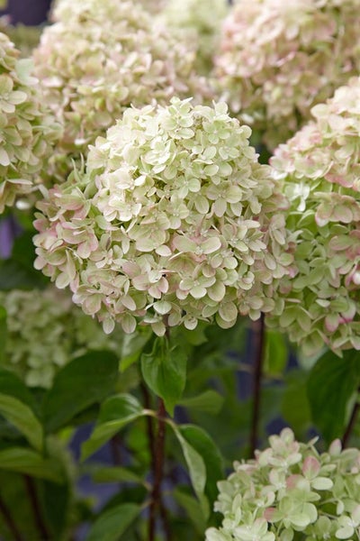 Nahaufnahme einer Hortensienblüte im Garten.