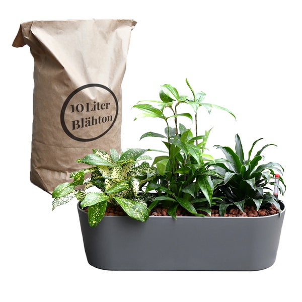 Blähton in Papiertüte und Pflanzen in einem Pflanzgefäß.
