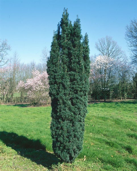 Im Garten steht eine Säuleneibe als immergrüner Sichtschutz.