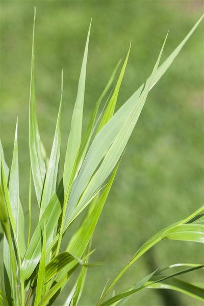 Hakonechloa macra, Japanisches Waldgras, ca. 9x9 cm Topf