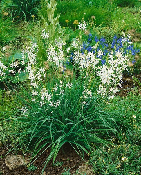 Camassia leichtlinii 'Alba', Prärielilie, weiß, ca. 11x11 cm Topf