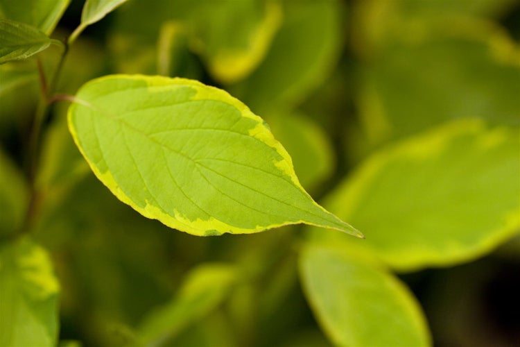 Cornus alba 'Gouchaultii', Hartriegel, buntes Laub, 40–60 cm