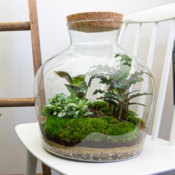 Flaschengarten Fat Joe - DIY-Pflanzenterrarium - 30 cm - incl. Rechen, Schaufel und Pinzette