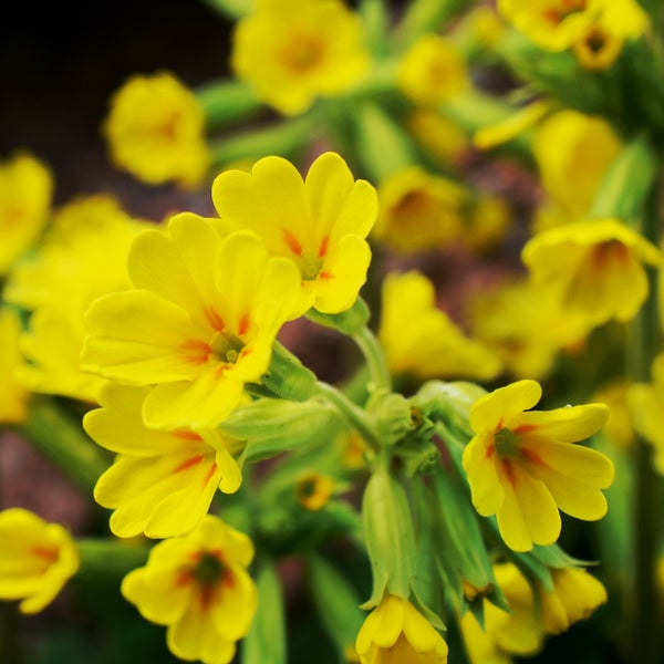 Nahaufnahme von gelben Primeln mit grünen Stielen, Frühlingsblumen für den Garten.