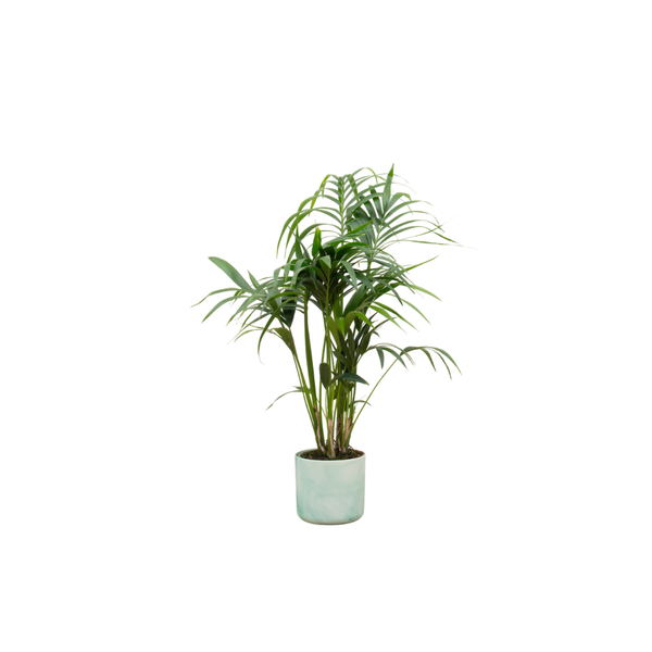 Kombi-Angebot - Kentia-Palme inklusive Elho Ocean Round Pacific Green Ø22 - 130 cm
