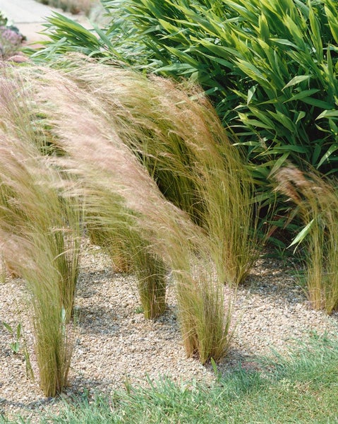 Stipa tenuifolia, Engelshaargras, 2 Liter Container, zartes Laub